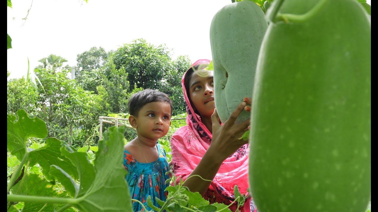 পাকা চালকুমড়ার সেমাই সেই স্বাদ | Village life with Shampa