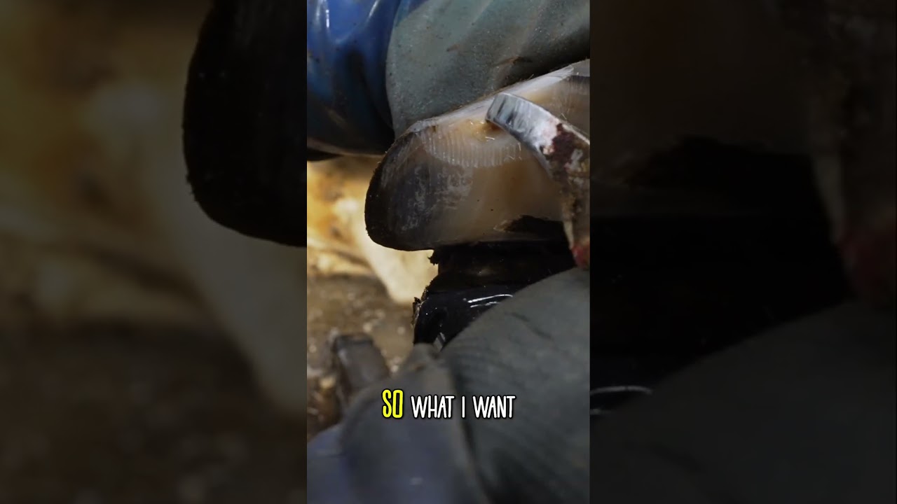 Hoof Trimming Secrets: It's not easy to avoid bleeding...