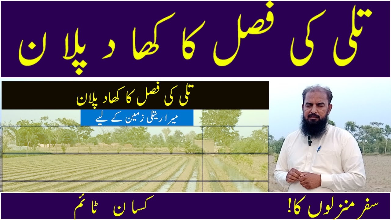 sesame cultivation sesame seed  sesame crop tilli ki kasht til ki kasht in pakistan - Kisaan time