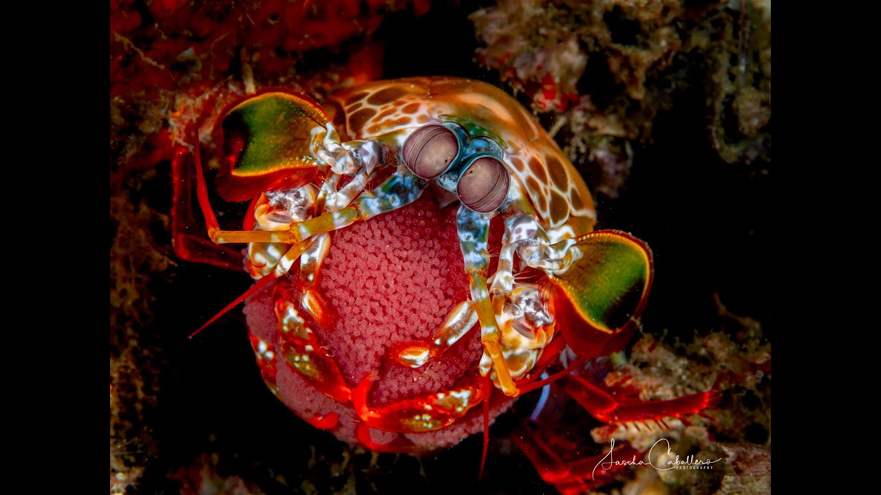Weltklasse Tauchen im Makroparadies Anilao Philippinen