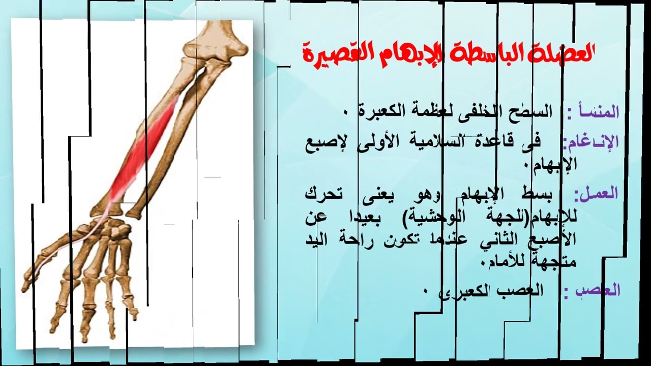 بعض عضلات الساعد