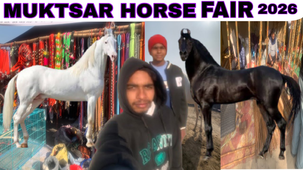 MUKTSAR MELA 2026 || 10 JAN HORSE FAIR || MFLIX-56 