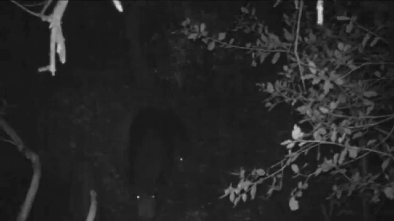 Groupe de sangliers Bushnell Trophy cam HD 2014