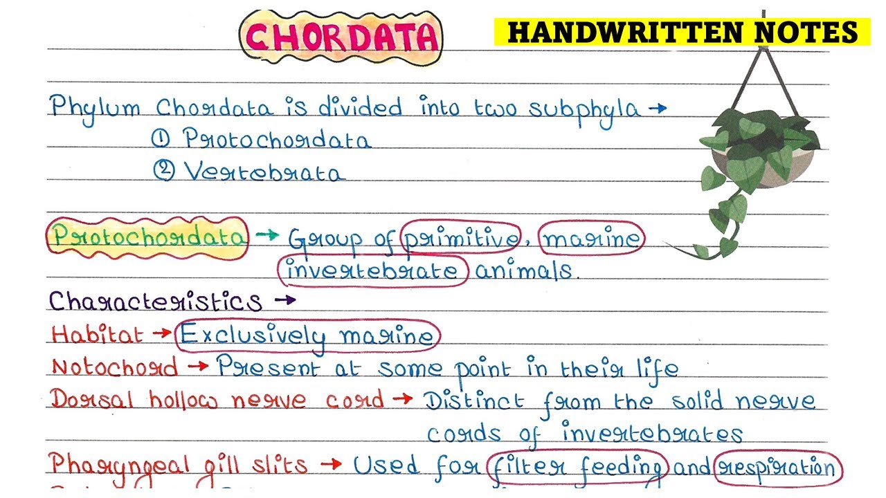Chordata | Characteristic features | Classification