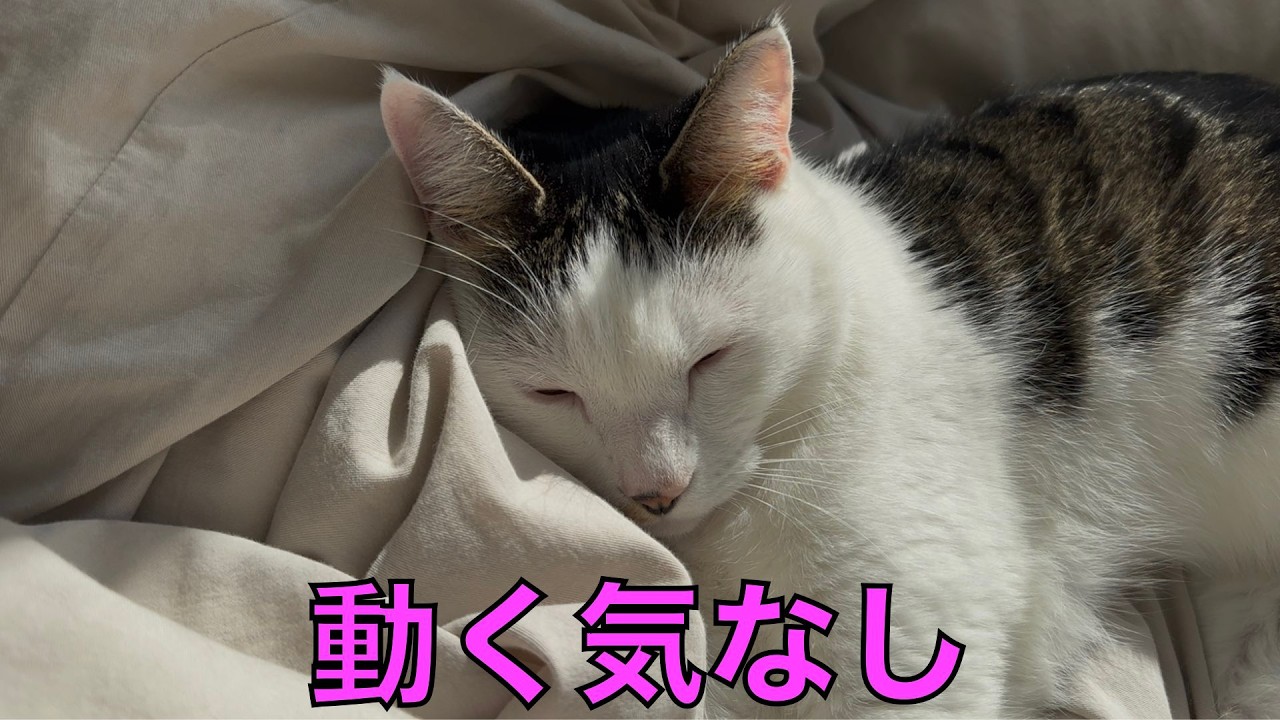 保護猫ナターシャの566日目：う〜眠い
