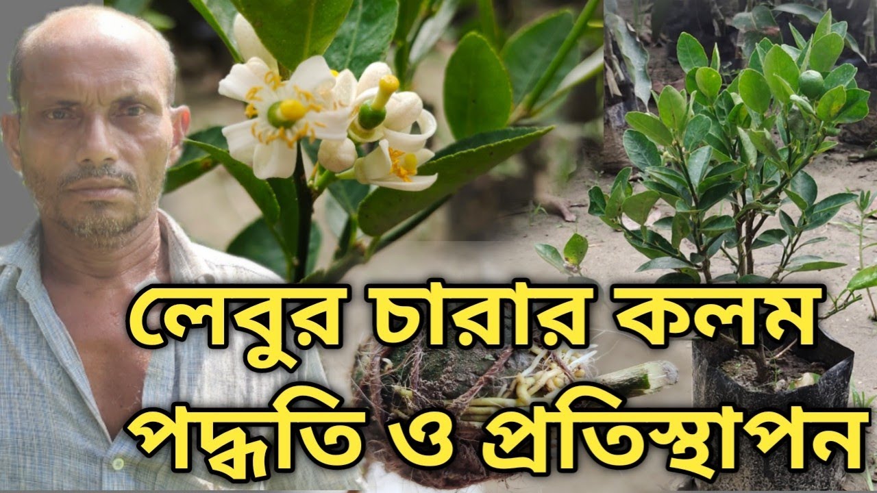 লেবুর চারার কলম পদ্ধতি ও প্রতিস্থাপন।How to Graft a Lemon Plant। Grafting Process of Lemon Plants।
