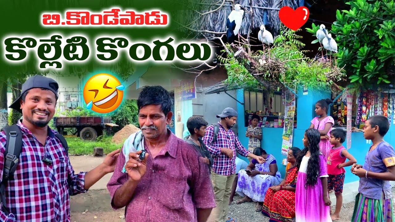 బి కొండేపాడులో   వలస పక్షులు కొల్లేటి కొంగలు  అమ్మోయ్ ఎన్ని ఉన్నాయో 🦩🦩 పెద్దగా రాబందుల్లా  ఉన్నాయ్ .