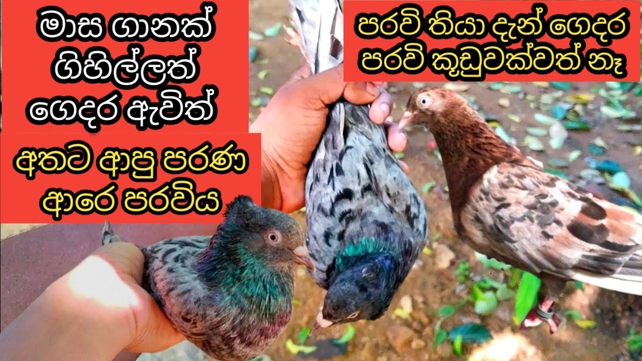 මාස ගානකින් ගෙදර ඇවිත් අතට ආපු කතංගියා pigeons in srilanka