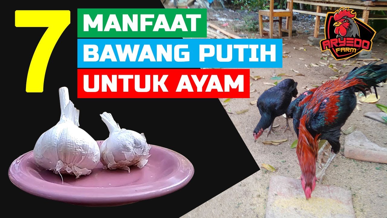 MENGUNGKAP! 7 Manfaat Bawang Putih Untuk Ayam & Tata Cara Pemberiannya