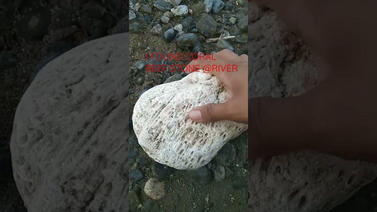 CORAL REEF STONE #stone