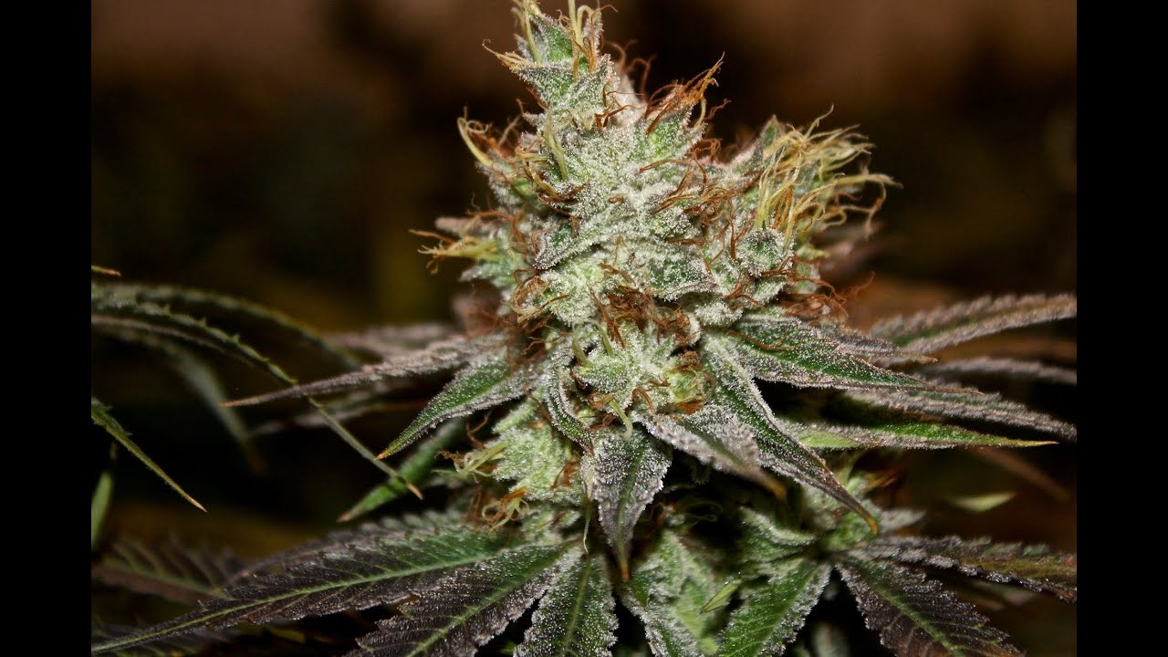 KBB Day 56 Flower HD