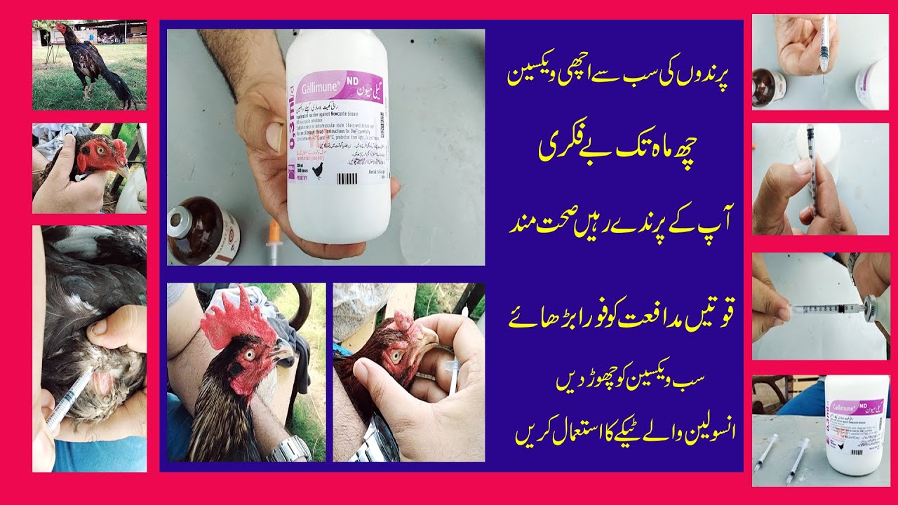Birds 🐔 no 1 vaccine // Birds safe for six months // cheap vaccine