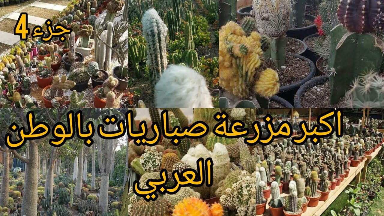 ملك الصباريات بالعراق الاستاذ محمد رحيم الگريطي وحديث عن اكبر مزرعة صبار بالوطن العربي  الجزء الرابع