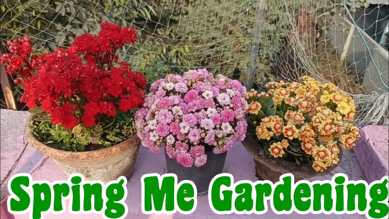 Spring mein garden ka dekhbhal kaise kar raha hun// Top 10 flowering plants for February 