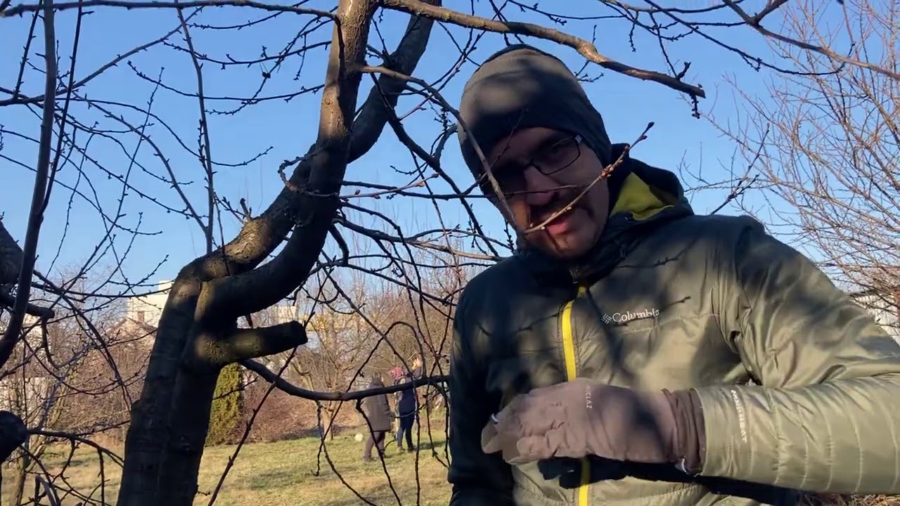 Idős meggy metszés 2021 március