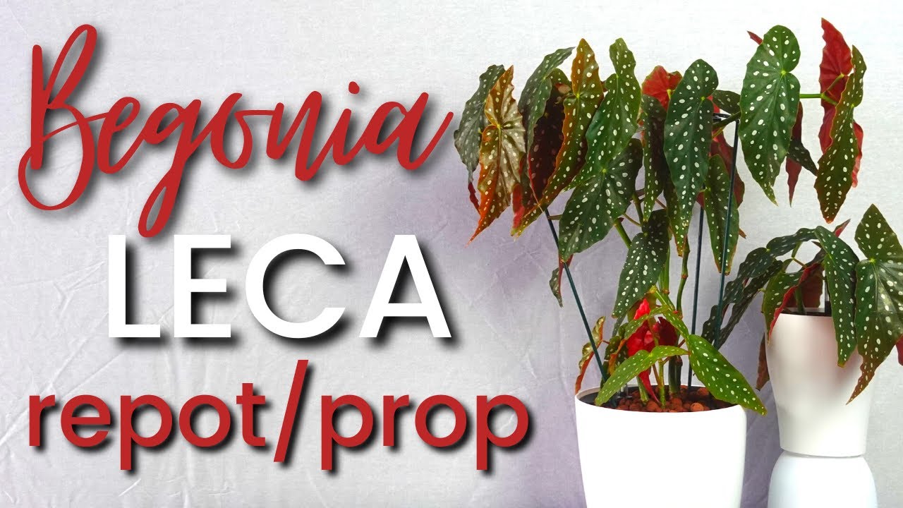 BEGONIA in LECA (Growing, Repotting and Propagating)