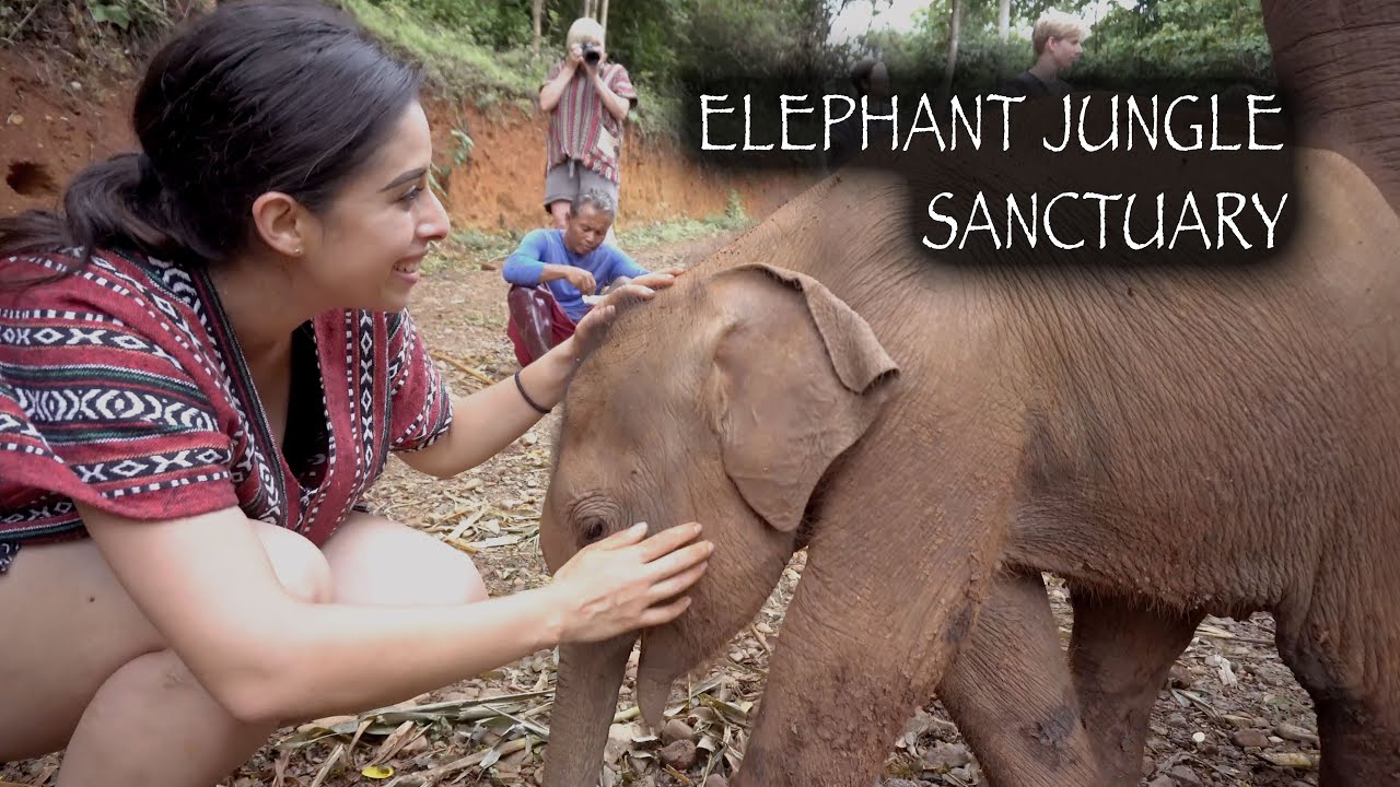 Elephant Jungle Sanctuary | Chiang Mai, Thailand