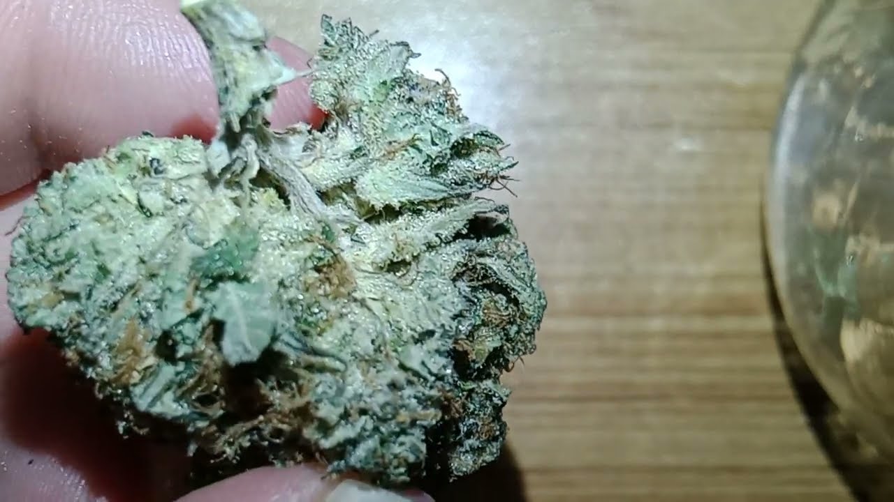 gorilla jane Doughboy Pink