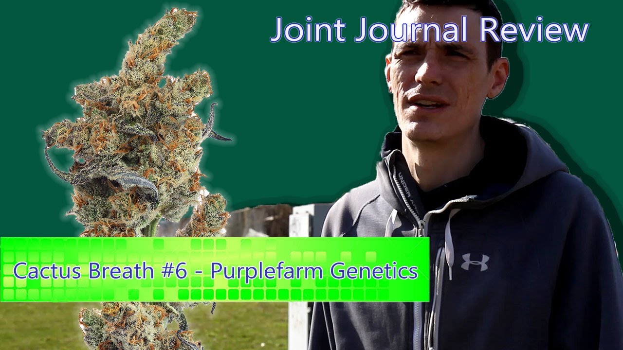 Kushector Joint Journal Review - Cactus Breath #6 by: Purplefarm Genetics