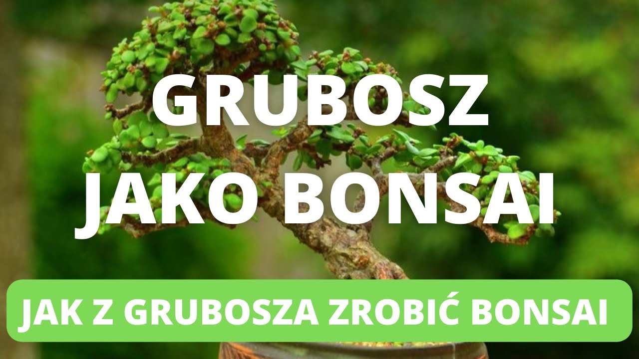 GRUBOSZ W STYLU BONSAI. Ty też możesz stworzyć takie drzewko. DIY