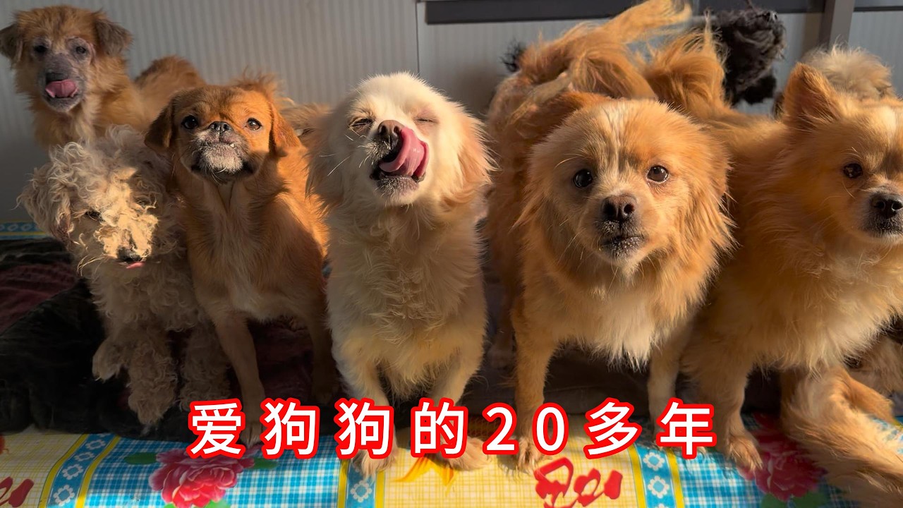 从34岁到56岁，一个女人救助毛孩的20多年，每天都爱着它们