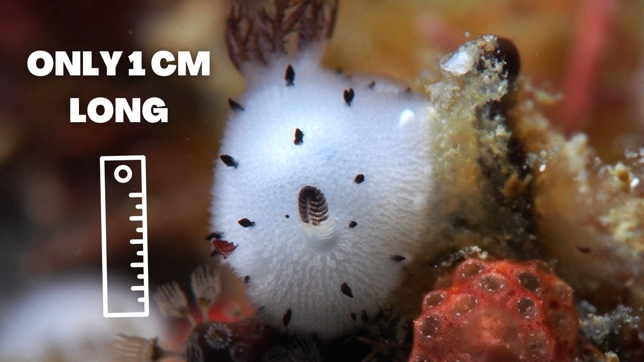 Learn All About the Adorable SEA BUNNY