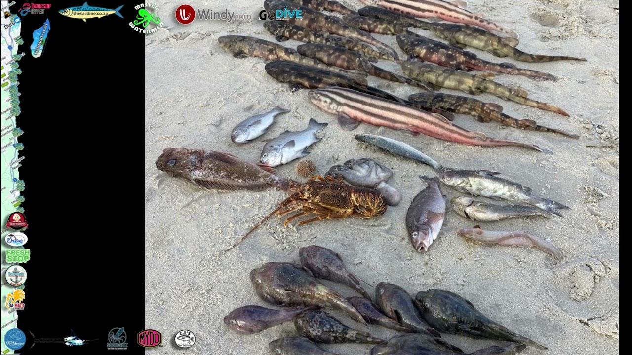 Sardine News, Crayfish Walkout and Red Tides with Steve Benjamin and Prof Turton #ocean #conditions