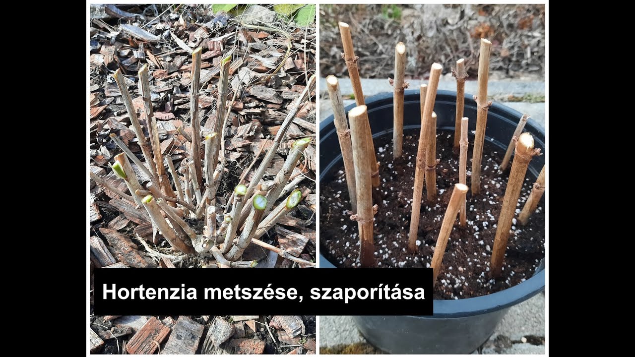 Hortenzia metszése, szaporítása,  lágyszárú évelők visszavágása