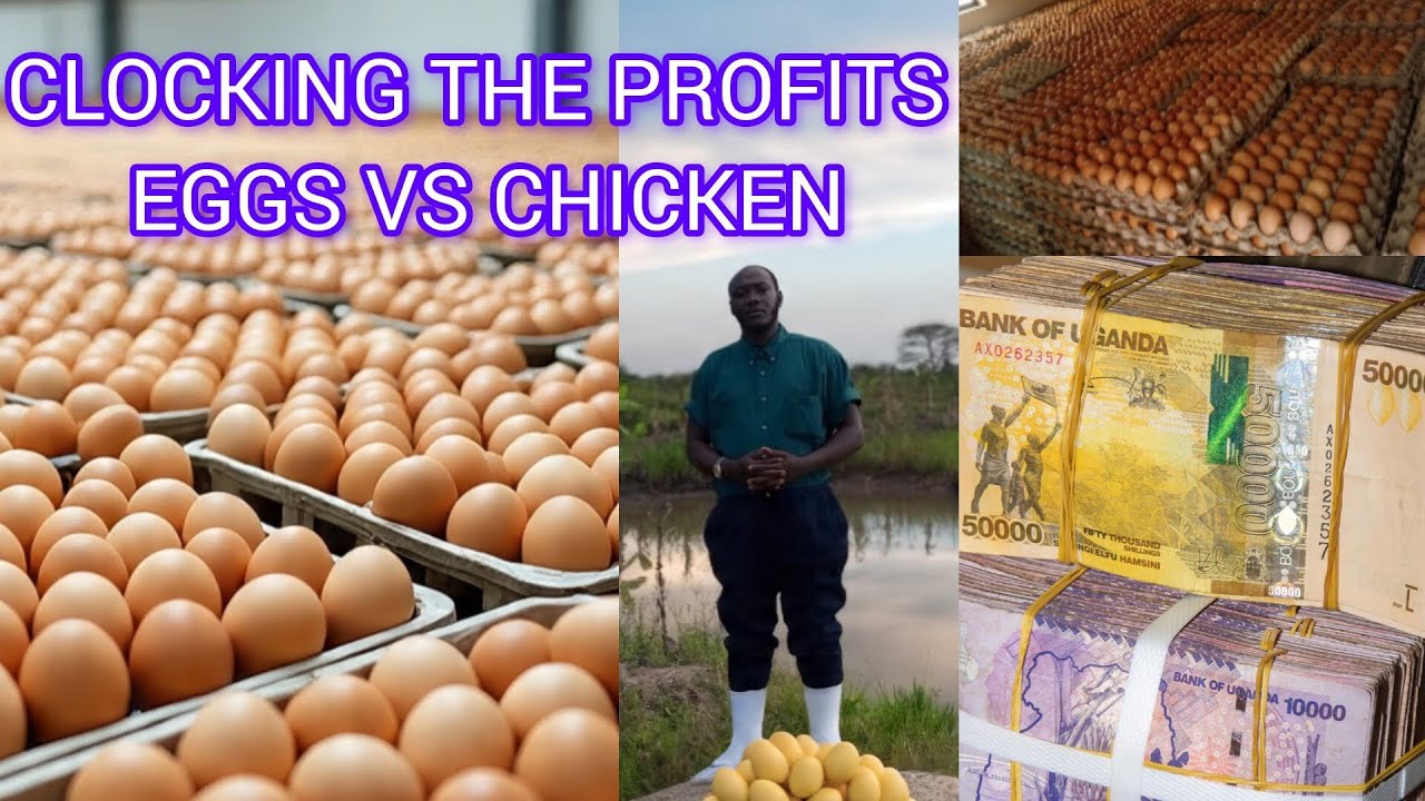 Why Selling Eggs is more profitable than raising chicken!! A must watch Video