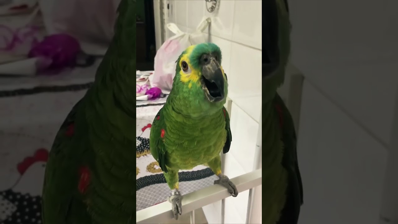 QUANDO O PAPAGAIO &Eacute; ESPERTO 😂❤️