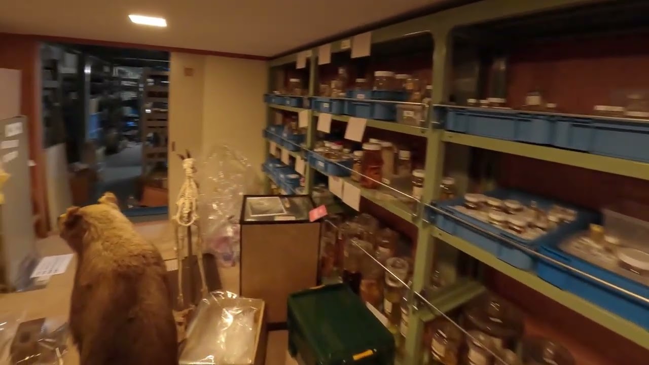 マイクロドローン映像③ 福井市自然史博物館 収蔵庫（液浸標本）