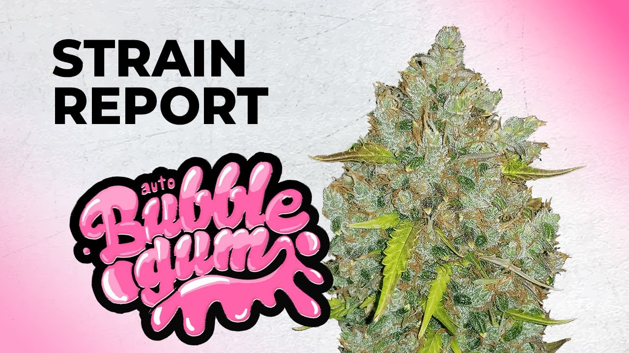 Bubble Gum Auto | Strain Review | Fast Buds | Indica