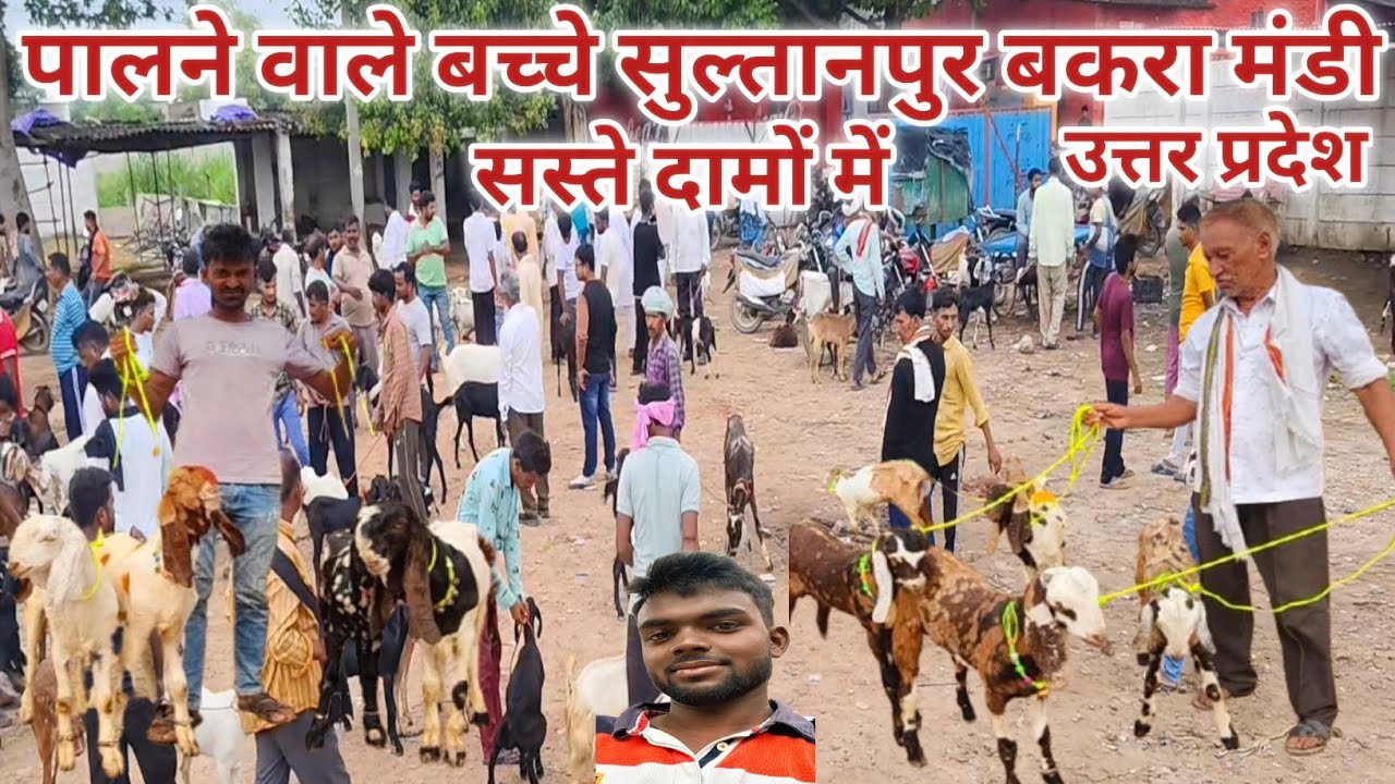 सुलतानपुर बकरा मंडी  || 6392407337 ||Sultanpur Bakra Mandi 2025 || सस्ते दामों में पलने वाले बच्चे ।