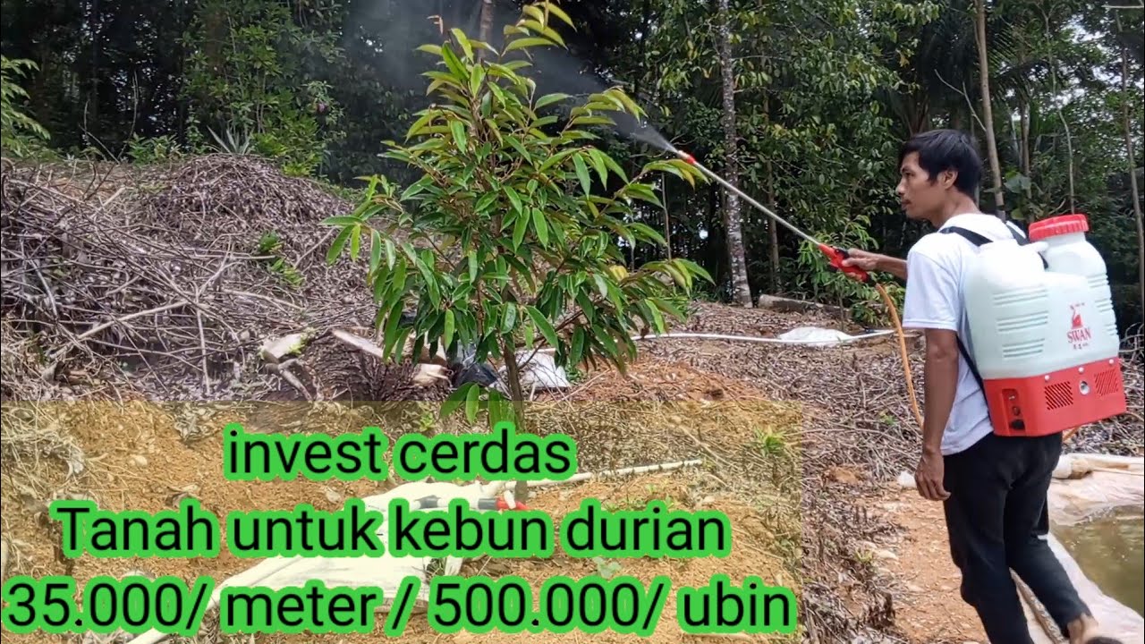Juni 2025 Tanah 500 per ubin ...atau 35.000/ meter... Sisa 1 bidang... Kebun durian