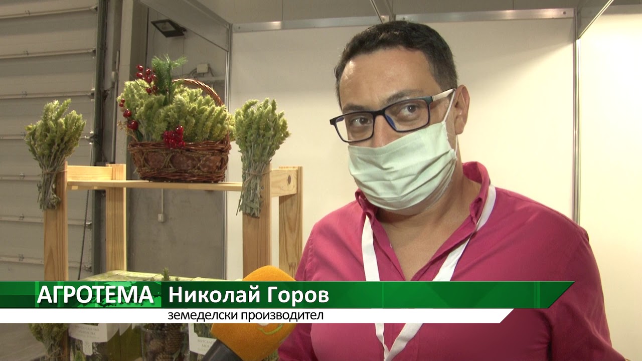 Агротема: Отглеждането на мурсалски чай привлича млади производители, автор: Светлозара Димитрова
