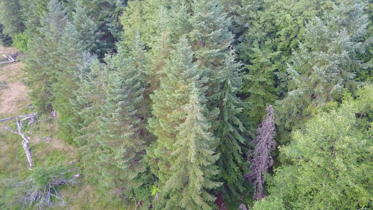 Aerial Bigfoot search in 4K!  Season 9 EP7
