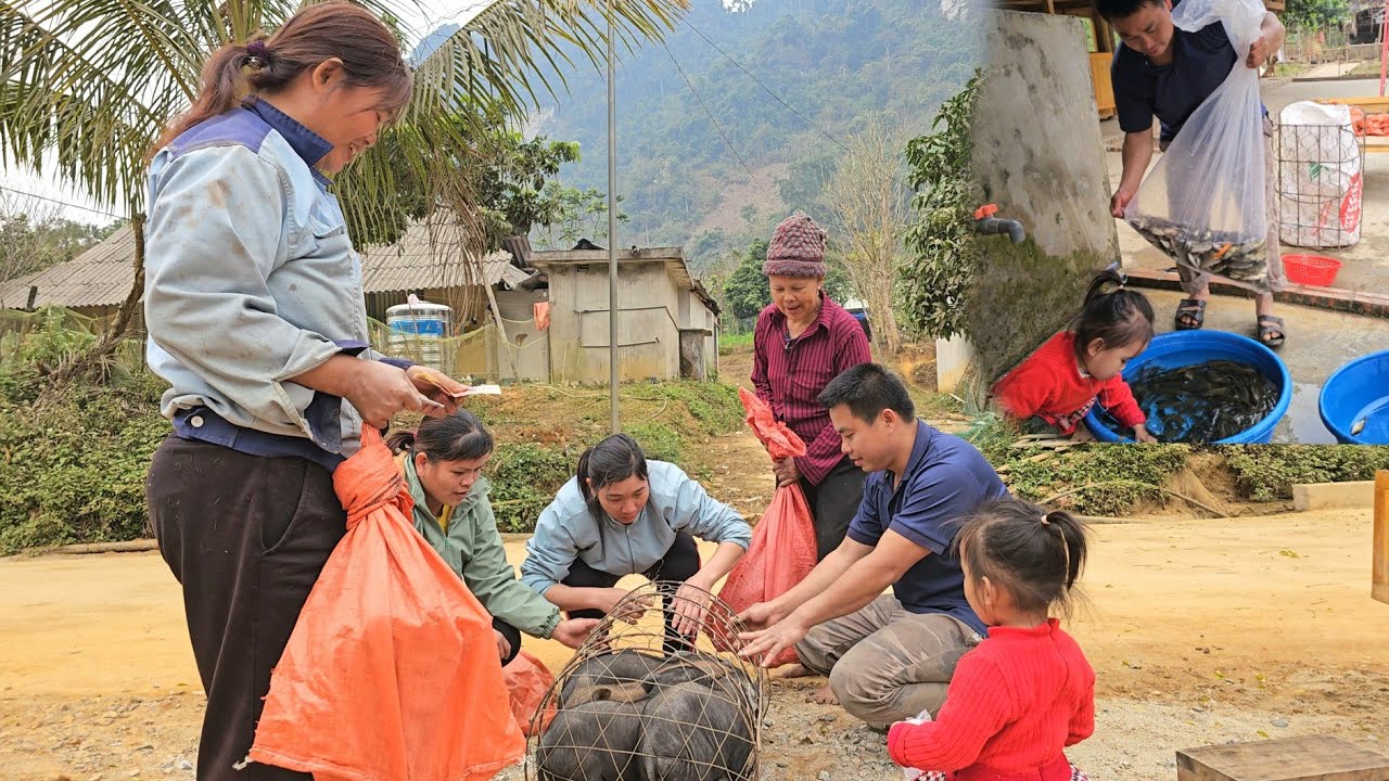 Bring the piglets to the market to sell-Stocking 3,500 fish into my pond at the farm/XuanTruong.