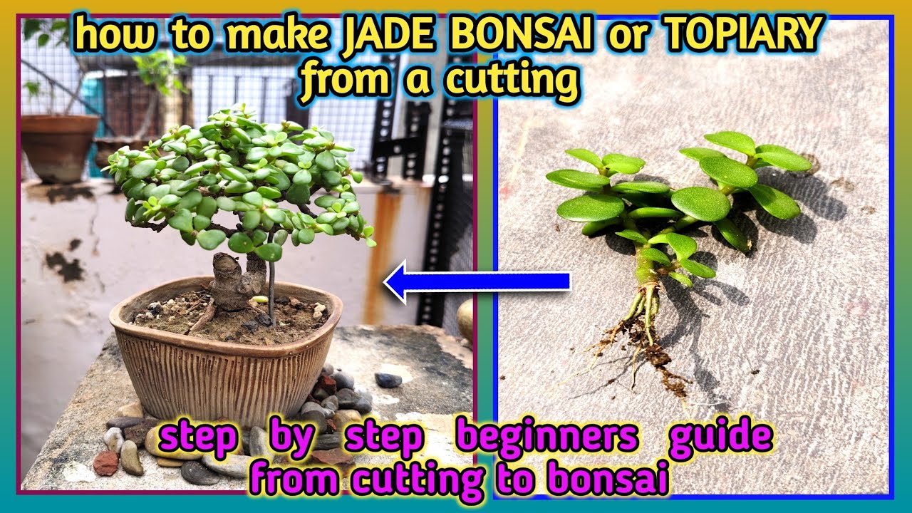 JADE BONSAI or TOPIARY making from cutting to bonsai.step by step beginners guide | @Baghwani695 