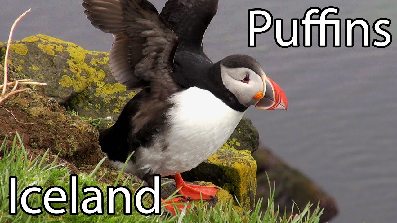 Puffins; should you eat them or not? Iceland