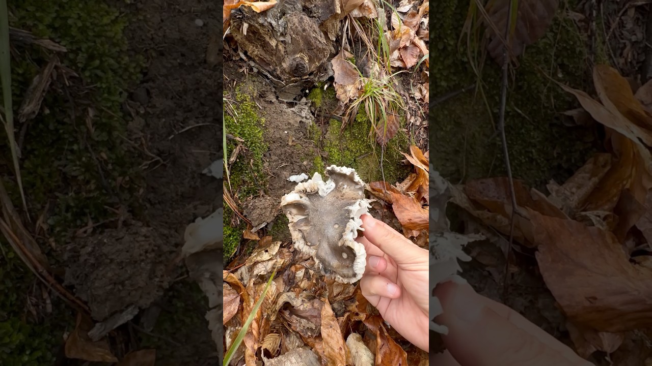 Bahar Mantarı (Hygrophorus marzuolus) #mushroom #nature #food