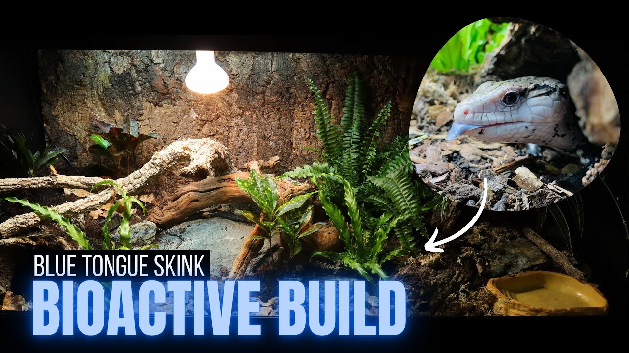 Blue Tongue Skink Rainforest Enclosure | Bioactive Tank Build