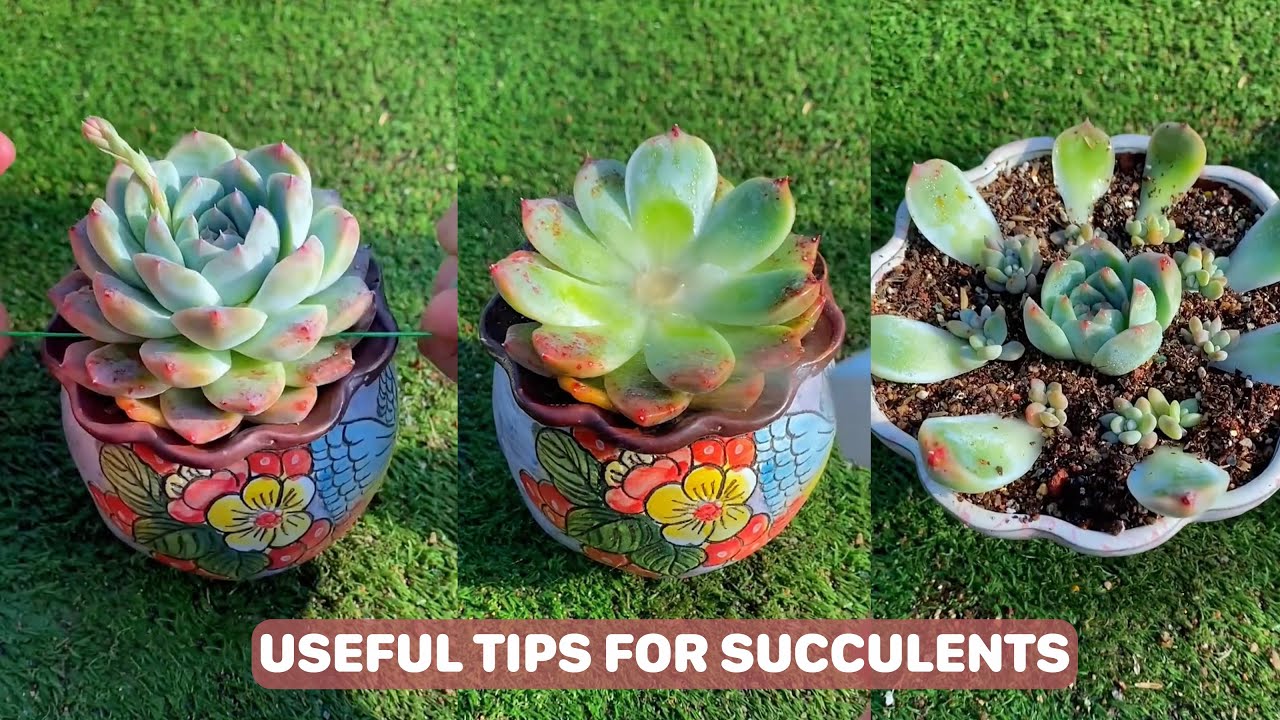 Useful Tips For Succulents - Part 79 | 多肉植物 | 다육이들 | Suculentas
