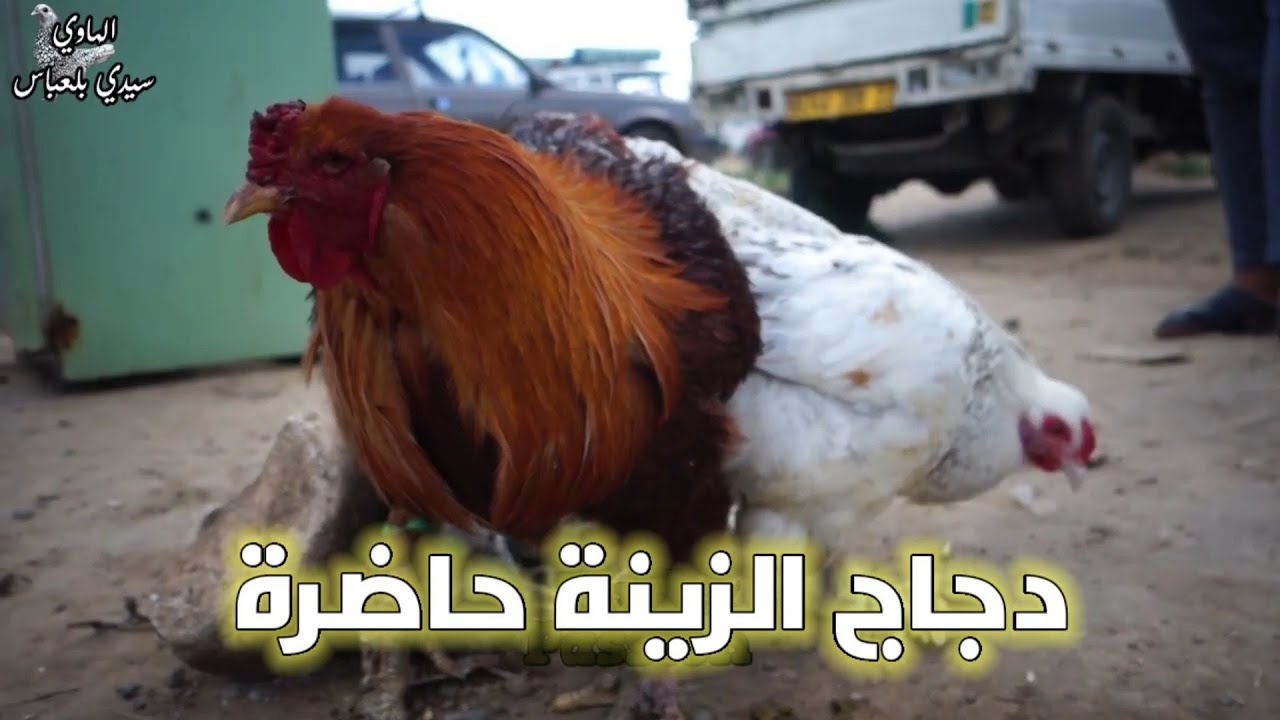 الدجاج العملاق سوق طيور الزينة س.بلعباس