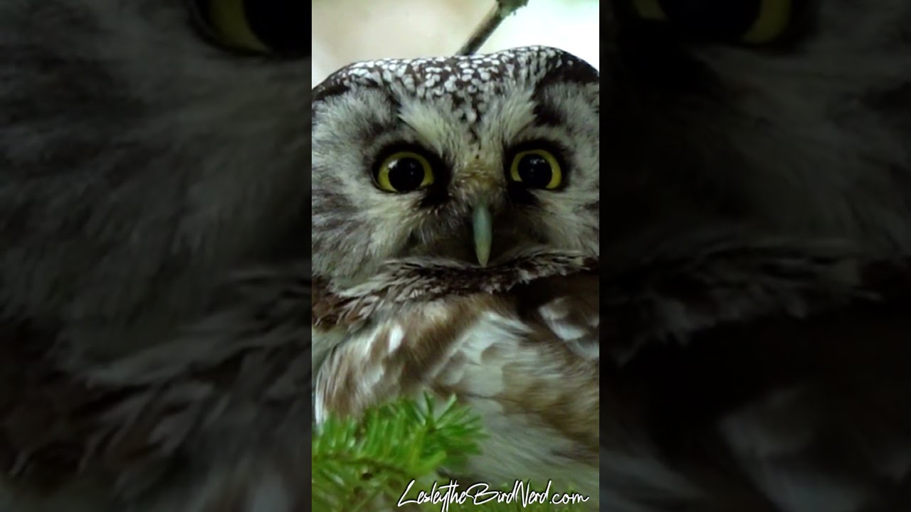 The Adorable Eyes of a Boreal Owl #owl #wildlife #owleyes