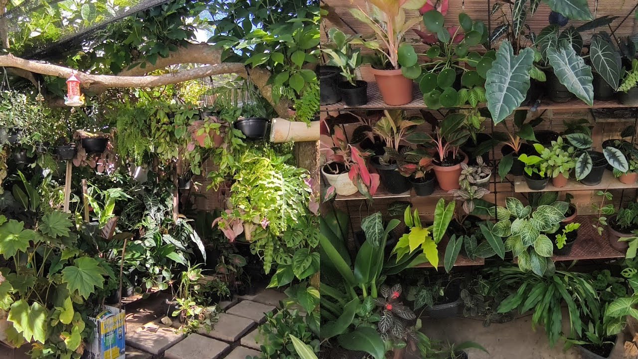 3 DIAS ORGANIZANDO DO JARDIM 