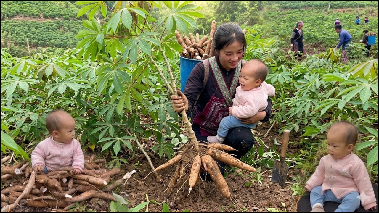   An 18-year-old single mother carries her child on her back while harvesting cassava to sell