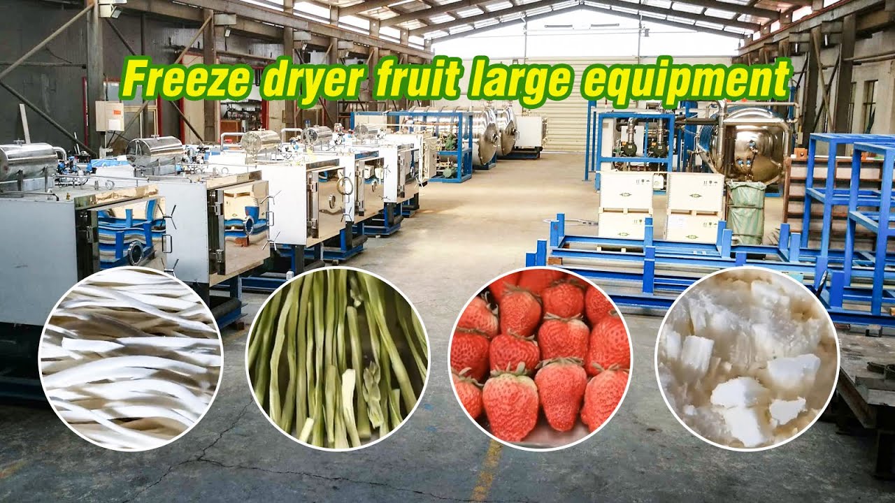 Freeze dryer fruit large equipment 