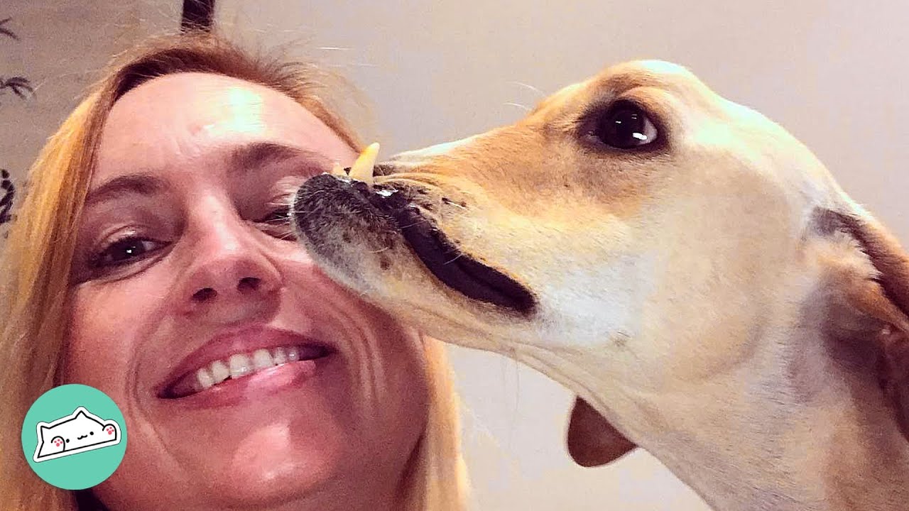 Wonky-Faced Dog Surprises Woman With Hilarious Antics. We’re in love! | Cuddle Buddies