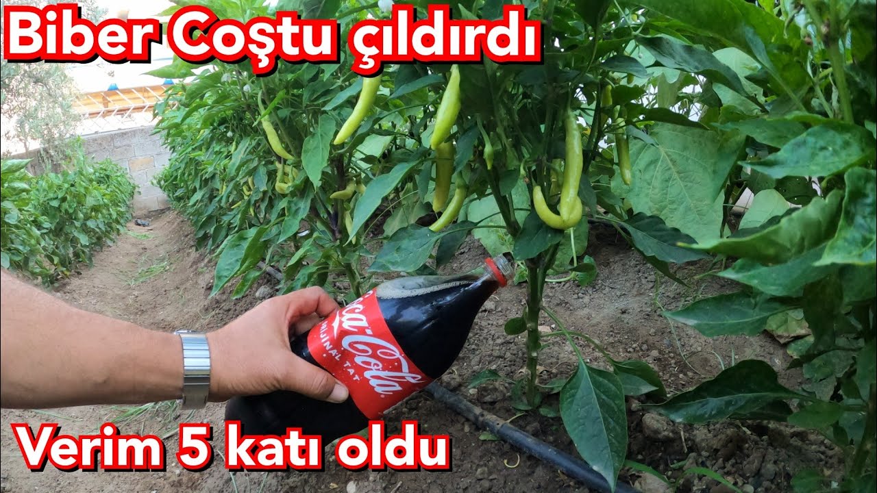 BİTKİLERİNİZİN KÖKÜNE KOLA DÖKÜN COŞSUN VERİM 5 KATI  ☝️DİKKAT VİDEO KİNAYE İÇERİR SONUNA KADAR İZLE