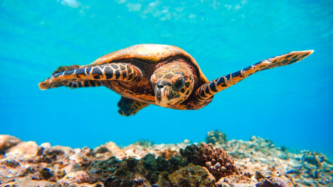 Snorkelling in the Maldives